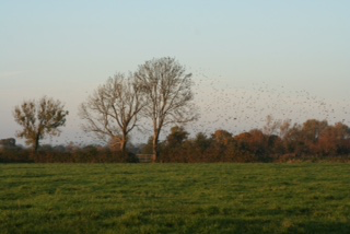 Starlings 3